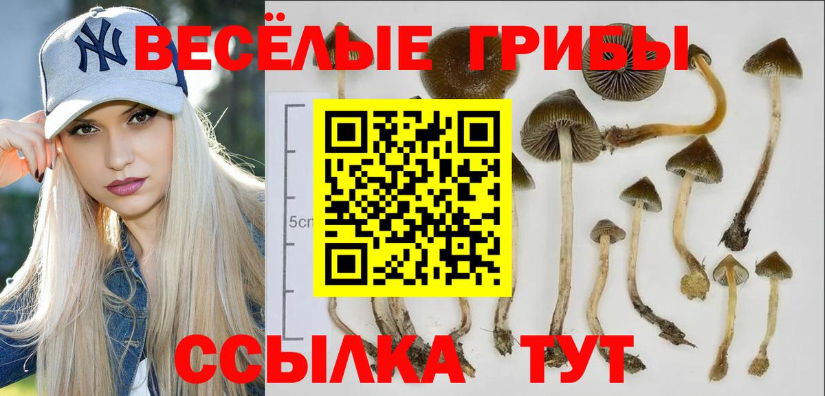 Псилоцибиновые грибы Psilocybe  Вход с VPN  Орск  продажа наркотиков  Галлюциногенные грибы ЛСД 